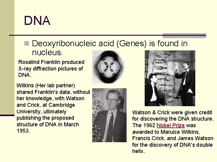 DNA n Deoxyribonucleic acid (Genes) is found in nucleus. Rosalind Franklin produced X-ray diffraction