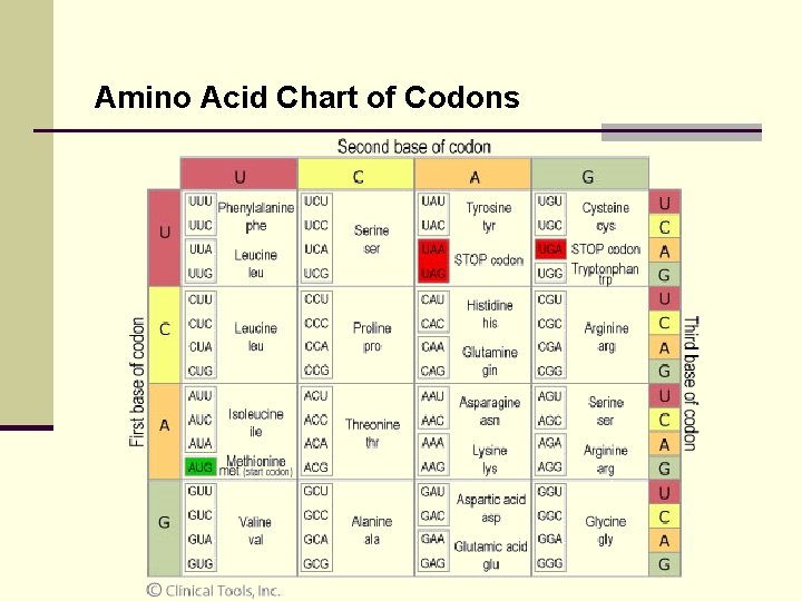 Amino Acid Chart of Codons 