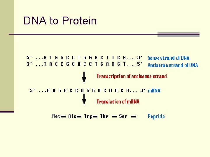 DNA to Protein 