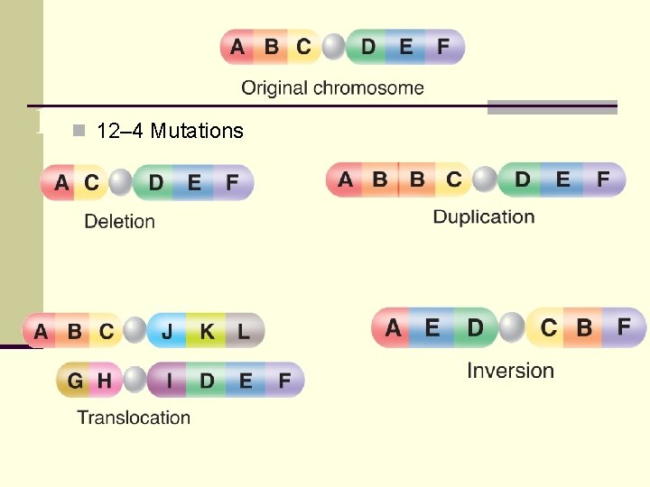 12 -4 Mutations n 12– 4 Mutations 