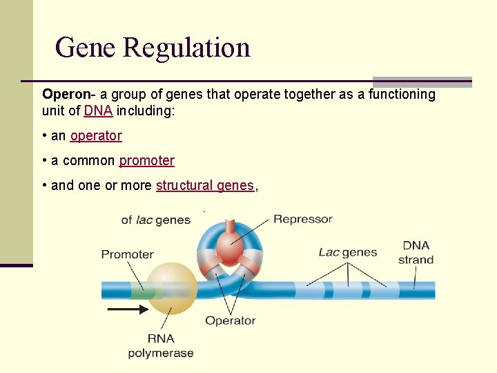 Gene Regulation Operon- a group of genes that operate together as a functioning unit