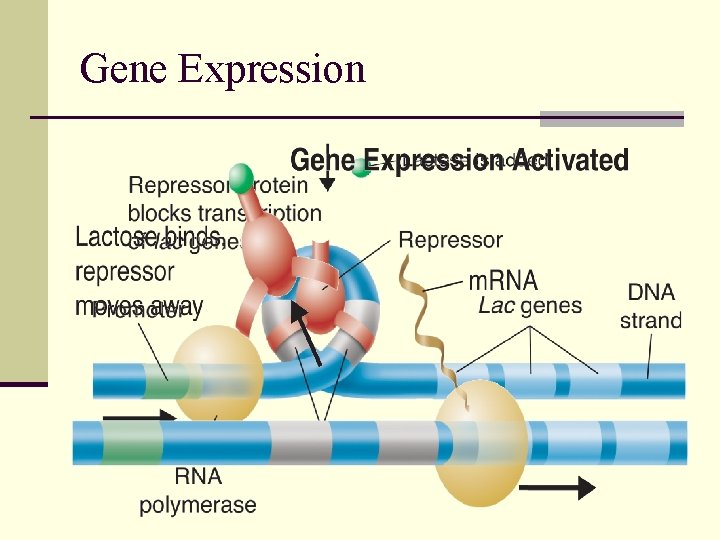 Gene Expression 