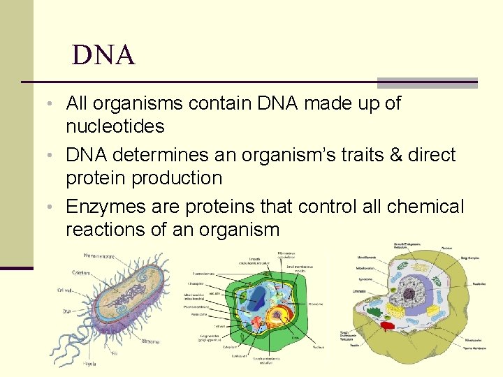 DNA • All organisms contain DNA made up of nucleotides • DNA determines an