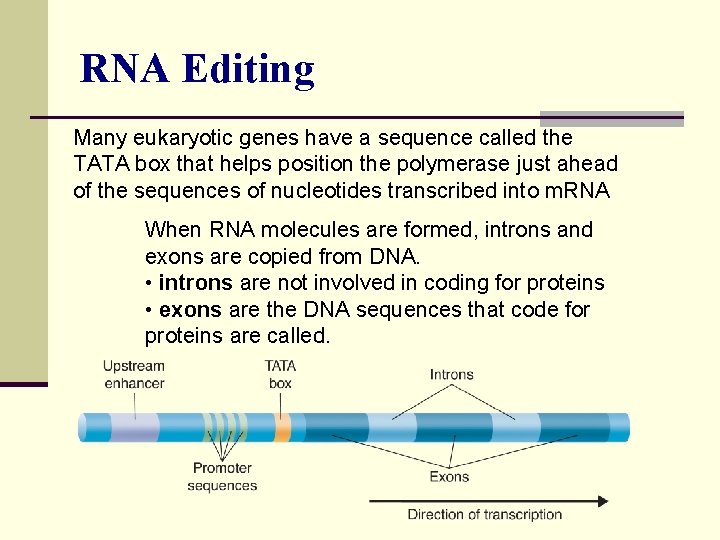 RNA Editing Many eukaryotic genes have a sequence called the TATA box that helps
