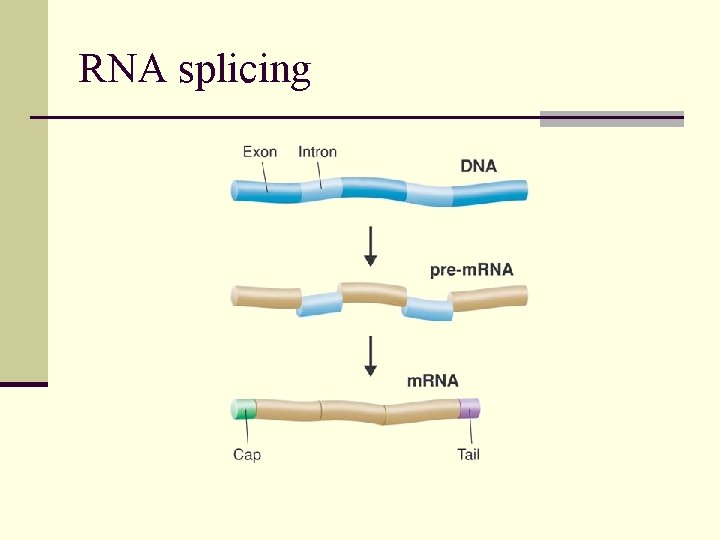 RNA splicing 