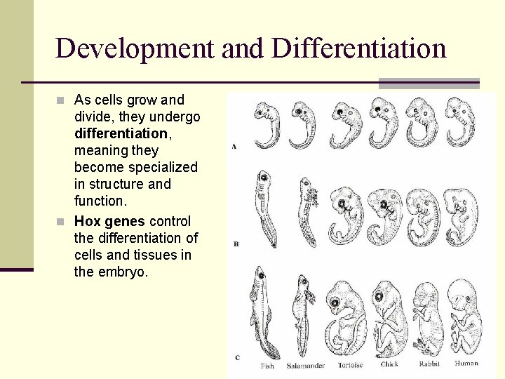Development and Differentiation n As cells grow and divide, they undergo differentiation, meaning they