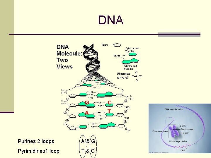 DNA G C A T Purines 2 loops A&G Pyrimidines 1 loop T&C 