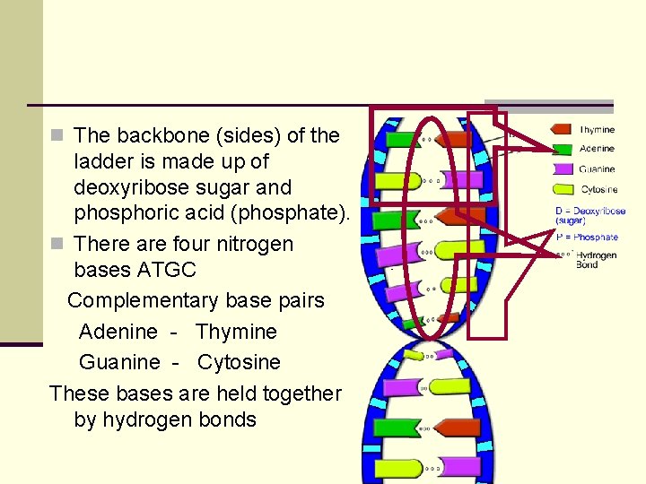 n The backbone (sides) of the ladder is made up of deoxyribose sugar and