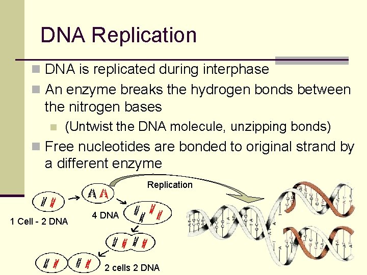 DNA Replication n DNA is replicated during interphase n An enzyme breaks the hydrogen