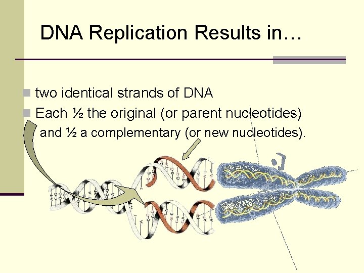 DNA Replication Results in… n two identical strands of DNA n Each ½ the