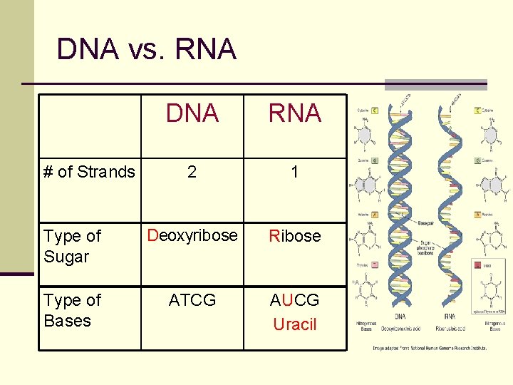 DNA vs. RNA DNA RNA 2 1 Type of Sugar Deoxyribose Ribose Type of