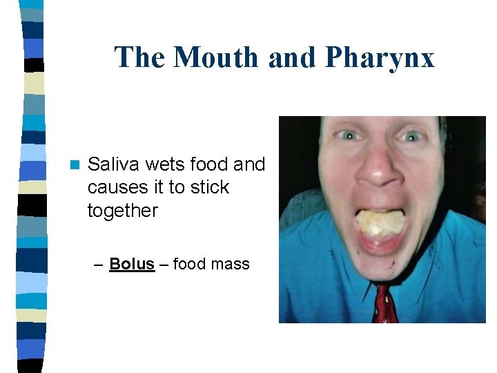 The Mouth and Pharynx n Saliva wets food and causes it to stick together