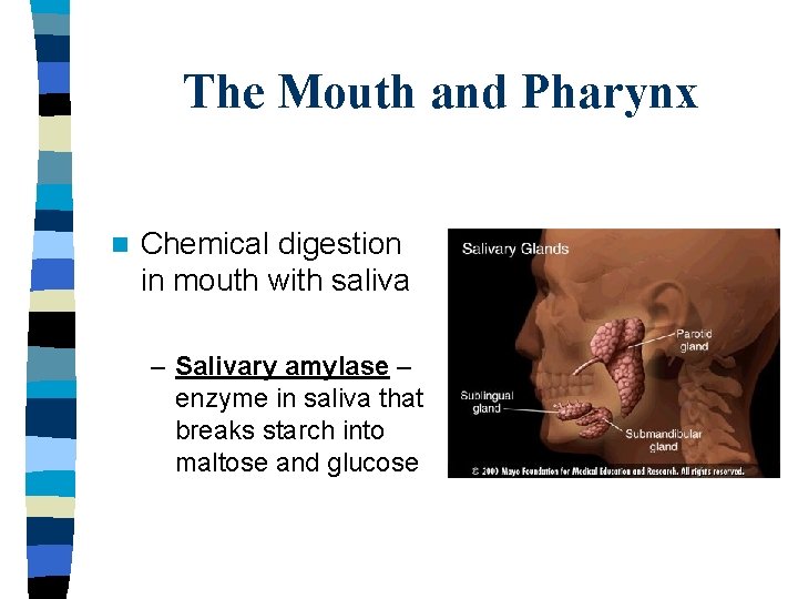 The Mouth and Pharynx n Chemical digestion in mouth with saliva – Salivary amylase