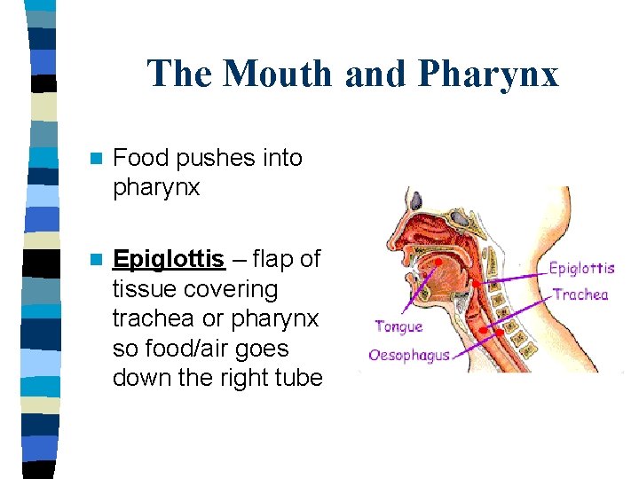 The Mouth and Pharynx n Food pushes into pharynx n Epiglottis – flap of