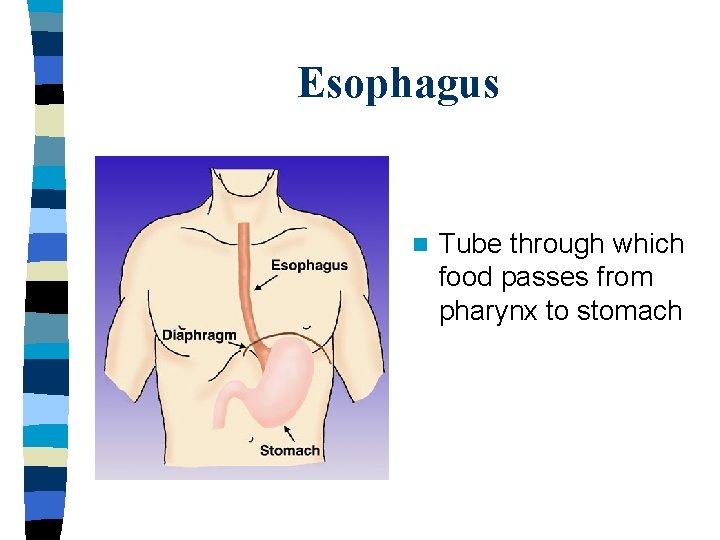 Esophagus n Tube through which food passes from pharynx to stomach 