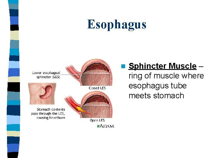 Esophagus n Sphincter Muscle – ring of muscle where esophagus tube meets stomach 