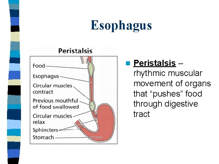 Esophagus n Peristalsis – rhythmic muscular movement of organs that “pushes” food through digestive