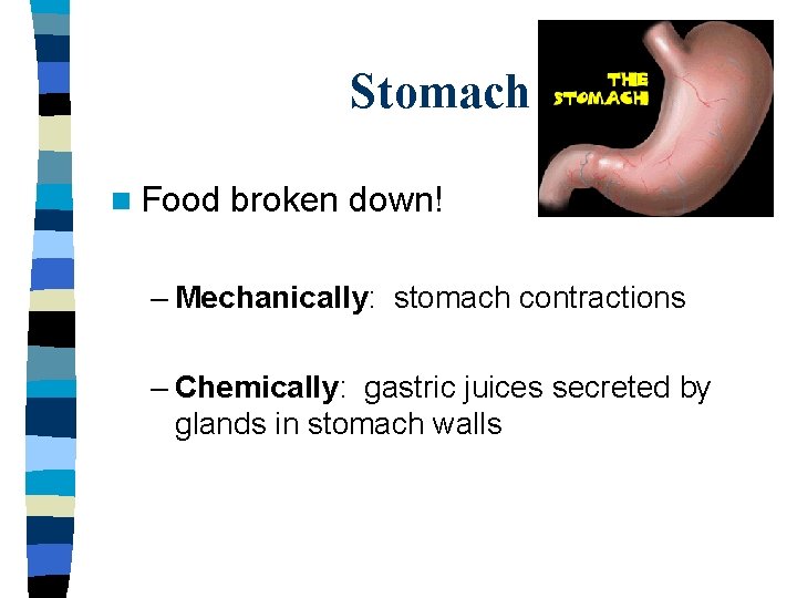 Stomach n Food broken down! – Mechanically: stomach contractions – Chemically: gastric juices secreted