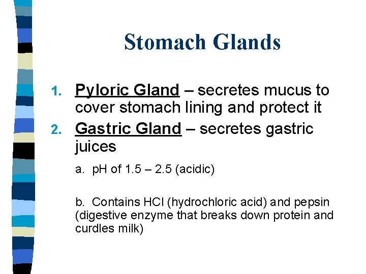 Stomach Glands Pyloric Gland – secretes mucus to cover stomach lining and protect it