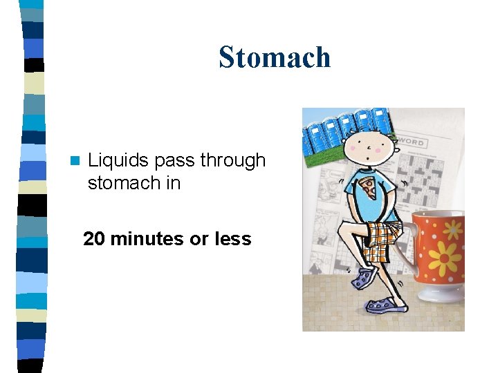 Stomach n Liquids pass through stomach in 20 minutes or less 