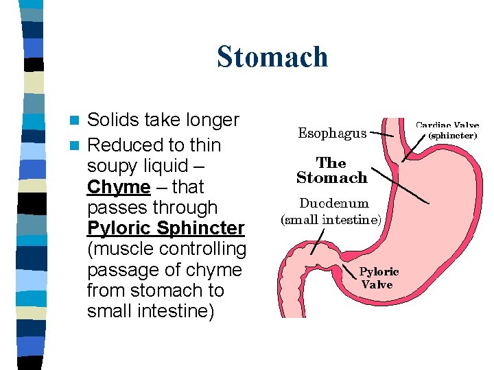Stomach Solids take longer n Reduced to thin soupy liquid – Chyme – that