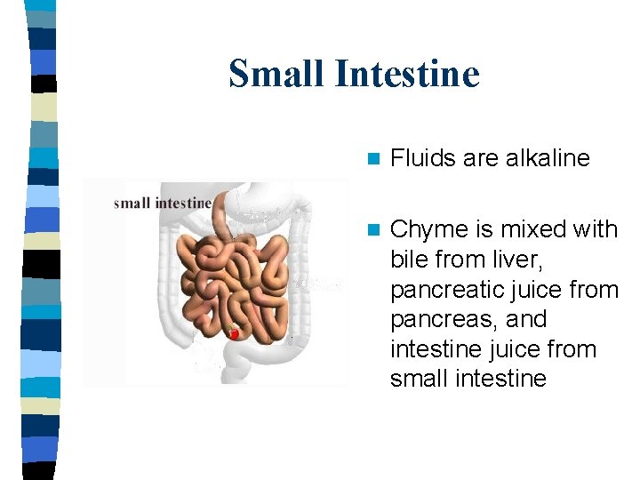 Small Intestine n Fluids are alkaline n Chyme is mixed with bile from liver,
