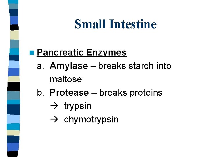 Small Intestine n Pancreatic Enzymes a. Amylase – breaks starch into maltose b. Protease