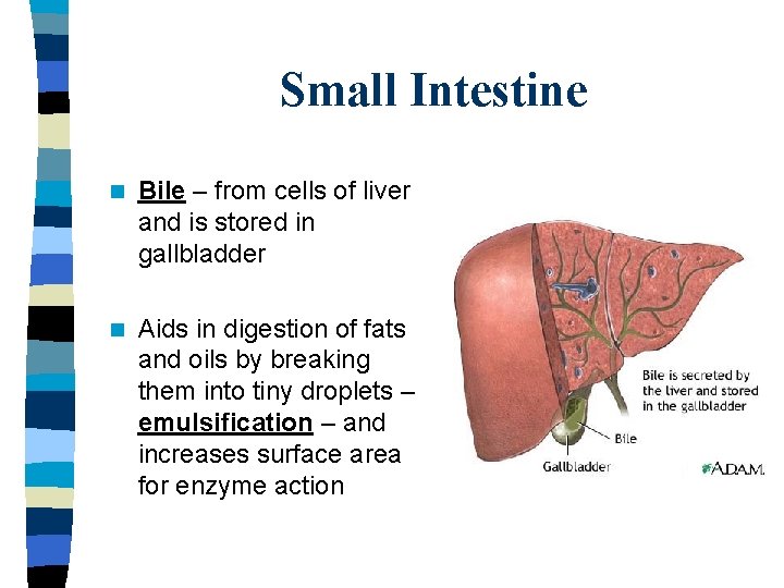 Small Intestine n Bile – from cells of liver and is stored in gallbladder