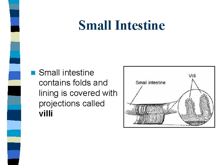 Small Intestine n Small intestine contains folds and lining is covered with projections called