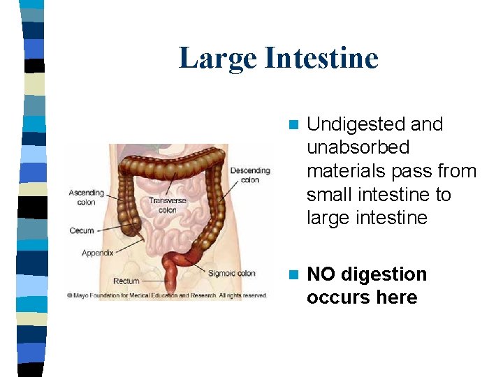 Large Intestine n Undigested and unabsorbed materials pass from small intestine to large intestine