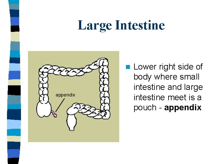Large Intestine n Lower right side of body where small intestine and large intestine