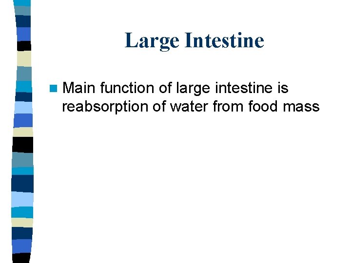 Large Intestine n Main function of large intestine is reabsorption of water from food