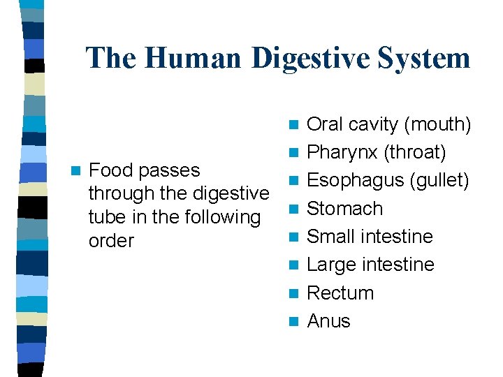 The Human Digestive System n n n Food passes n through the digestive n