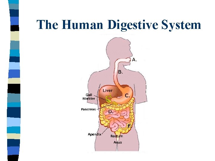 The Human Digestive System 