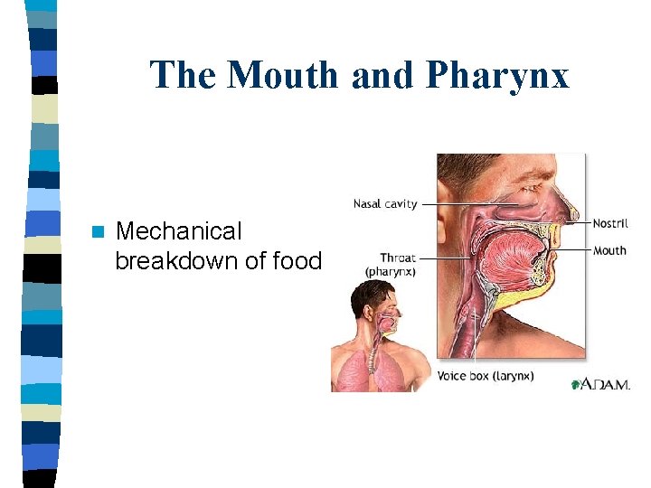 The Mouth and Pharynx n Mechanical breakdown of food 
