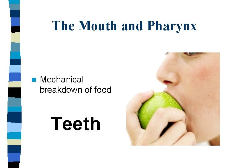 The Mouth and Pharynx n Mechanical breakdown of food Teeth 