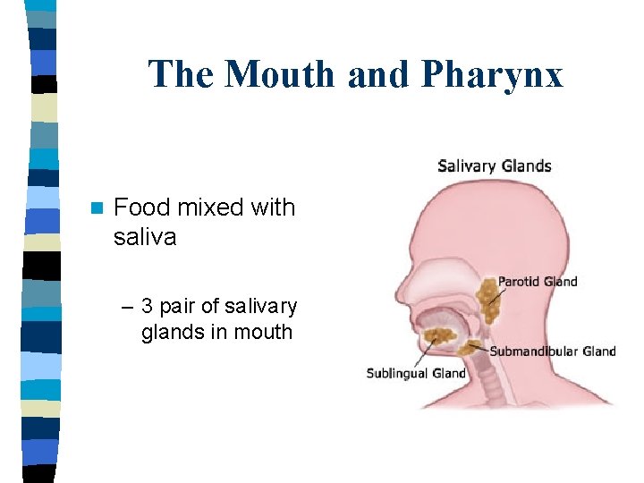 The Mouth and Pharynx n Food mixed with saliva – 3 pair of salivary