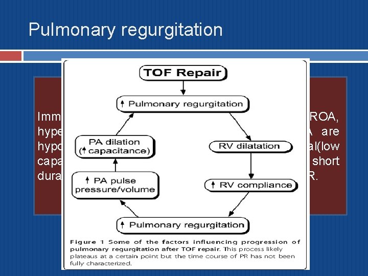 Pulmonary regurgitation Immediate postop TOF: despite a relatively large ROA, hypertrophic RV and low