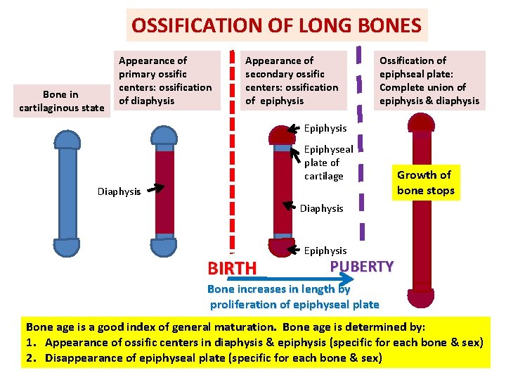 OSSIFICATION OF LONG BONES Bone in cartilaginous state Appearance of primary ossific centers: ossification