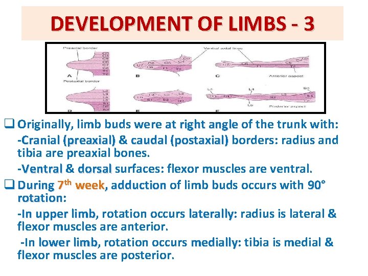 DEVELOPMENT OF LIMBS - 3 q Originally, limb buds were at right angle of