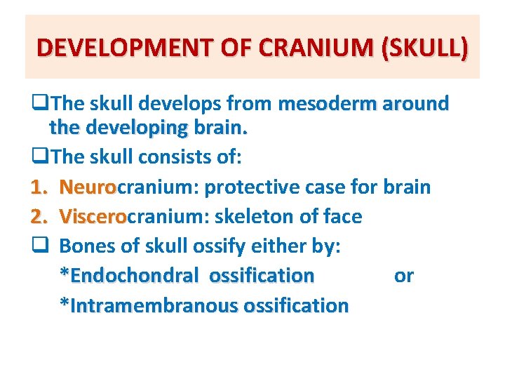 DEVELOPMENT OF CRANIUM (SKULL) q. The skull develops from mesoderm around the developing brain.