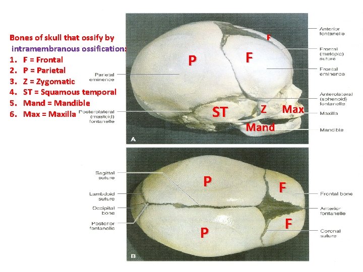 Bones of skull that ossify by intramembranous ossification: 1. F = Frontal 2. P