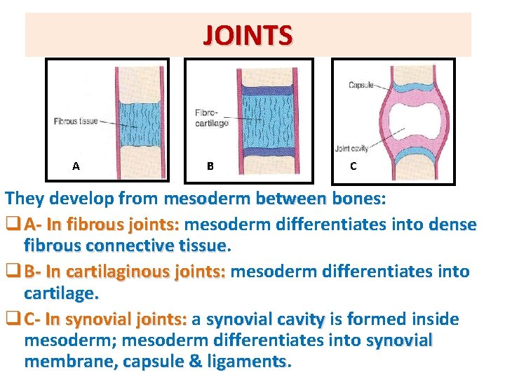 JOINTS A B C They develop from mesoderm between bones: bones q A- In
