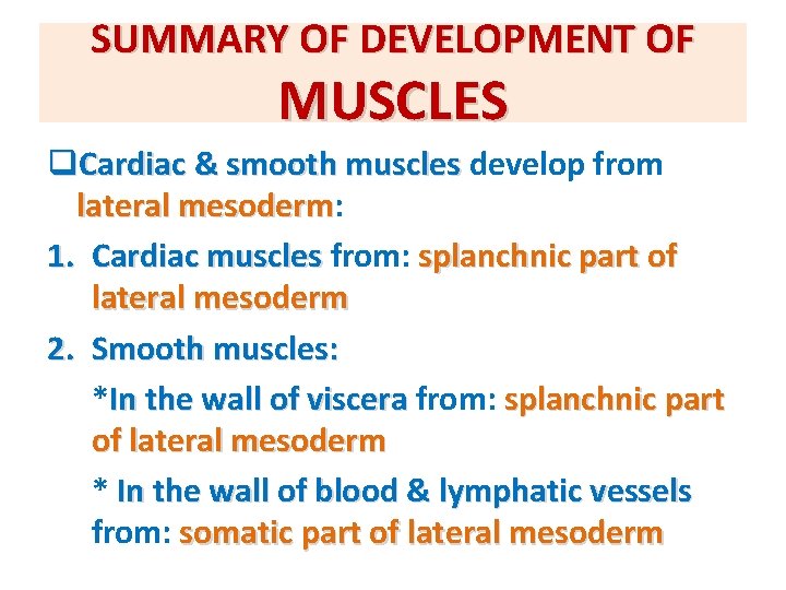 SUMMARY OF DEVELOPMENT OF MUSCLES q. Cardiac & smooth muscles develop from lateral mesoderm:
