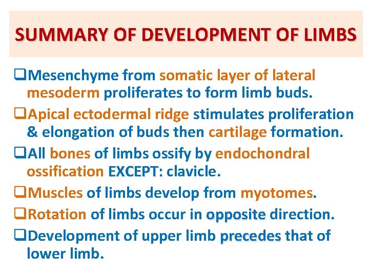 SUMMARY OF DEVELOPMENT OF LIMBS q. Mesenchyme from somatic layer of lateral mesoderm proliferates