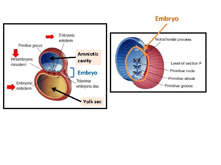 Embryo Amniotic cavity Embryo Yolk sac 