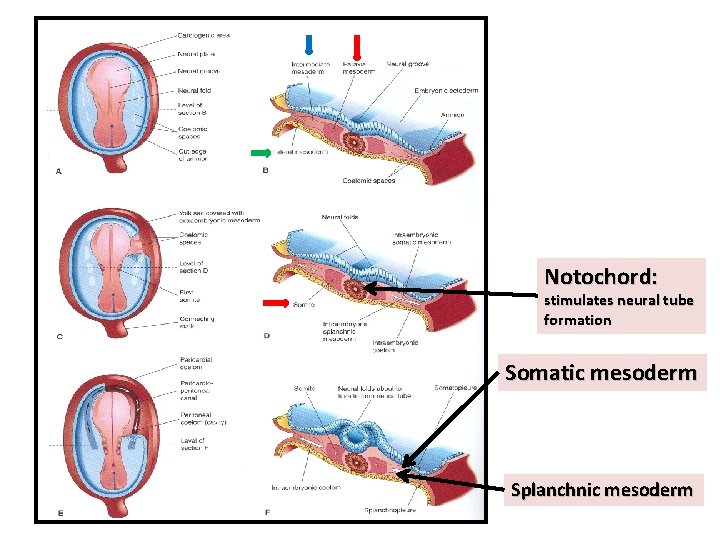 Notochord: stimulates neural tube formation Somatic mesoderm Splanchnic mesoderm 