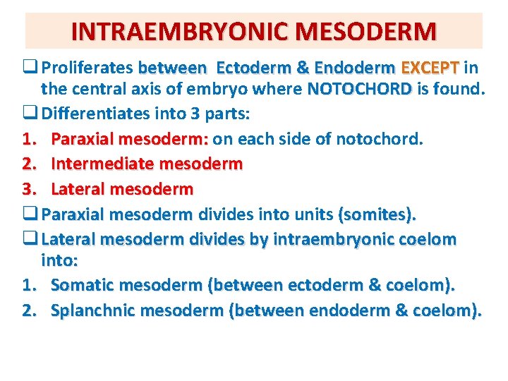 INTRAEMBRYONIC MESODERM q Proliferates between Ectoderm & Endoderm EXCEPT in the central axis of