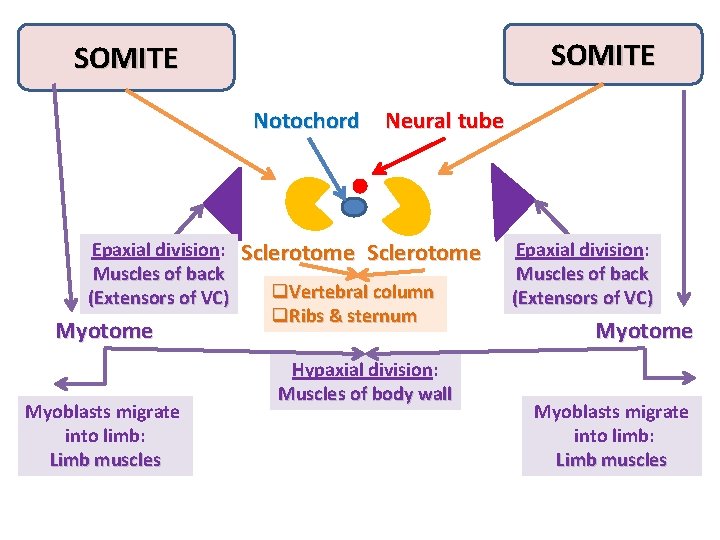 SOMITE Notochord Neural tube Epaxial division: Muscles of back (Extensors of VC) Myotome Myoblasts