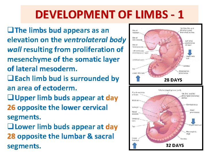 DEVELOPMENT OF LIMBS - 1 q. The limbs bud appears as an elevation on